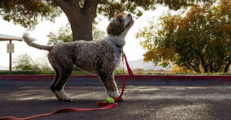 The Sniff Walk vs Heel Walk Fight Is Back 10 Breeds That Regulate Better When They Can Use Their Nose