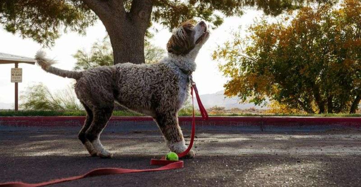 The Sniff Walk vs Heel Walk Fight Is Back 10 Breeds That Regulate Better When They Can Use Their Nose