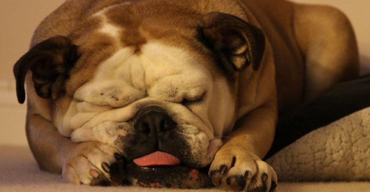 The Trigger Stacking Topic Is Blowing Up 10 Clues Your Dog Is Building Stress All Day