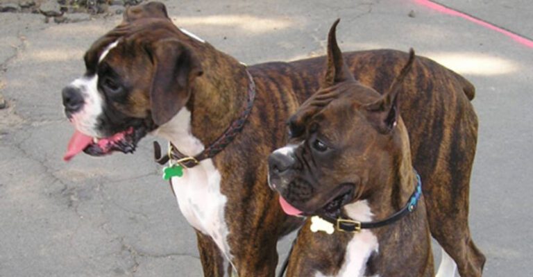 The Working Line vs Show Line Argument 12 Breeds Where Lines Can Feel Like Different Dogs dog news