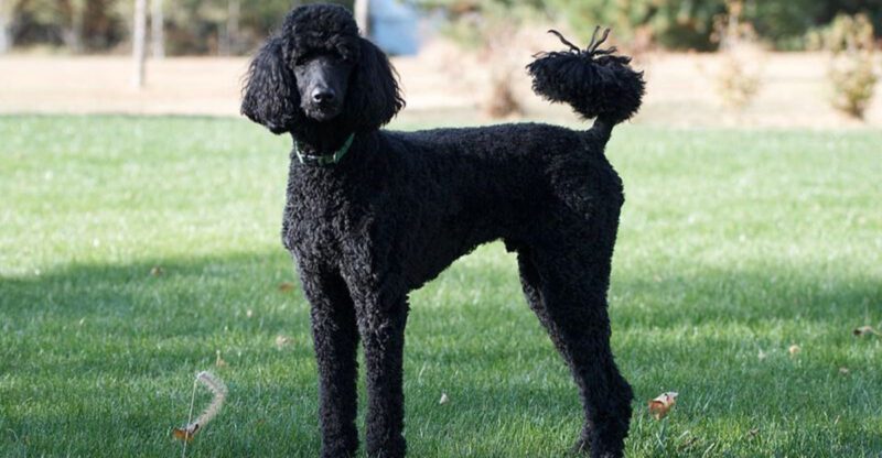 The ‘Health Test Receipts Trend Is Exploding 10 Breeds Buyers Now Demand Proof For