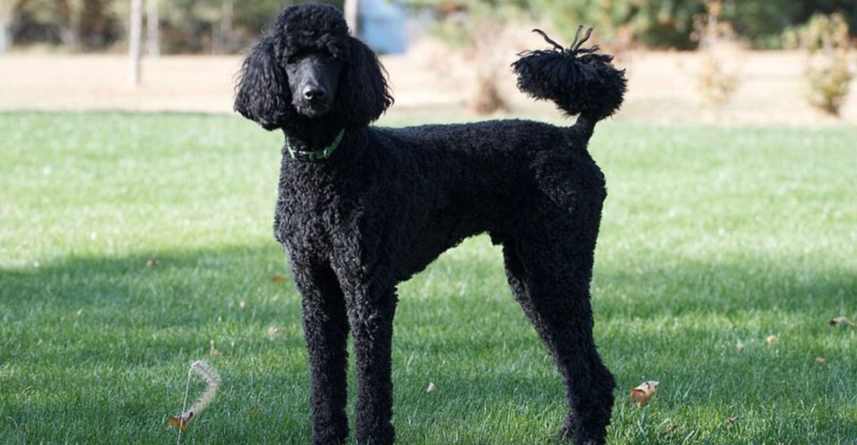 The ‘Health Test Receipts Trend Is Exploding 10 Breeds Buyers Now Demand Proof For