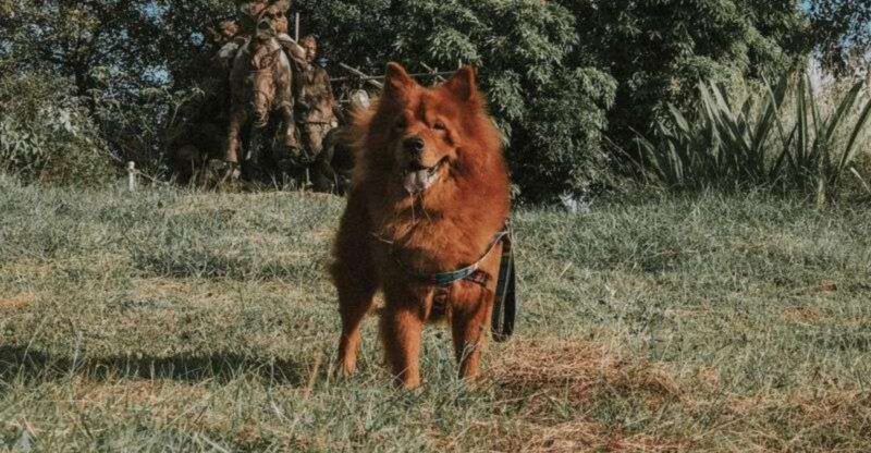 The ‘Quiet Dog Myth Is Collapsing 10 Breeds Owners Say Are Calm… Until Theyre Not