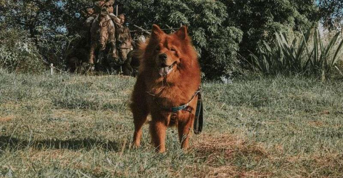 The ‘Quiet Dog Myth Is Collapsing 10 Breeds Owners Say Are Calm… Until Theyre Not