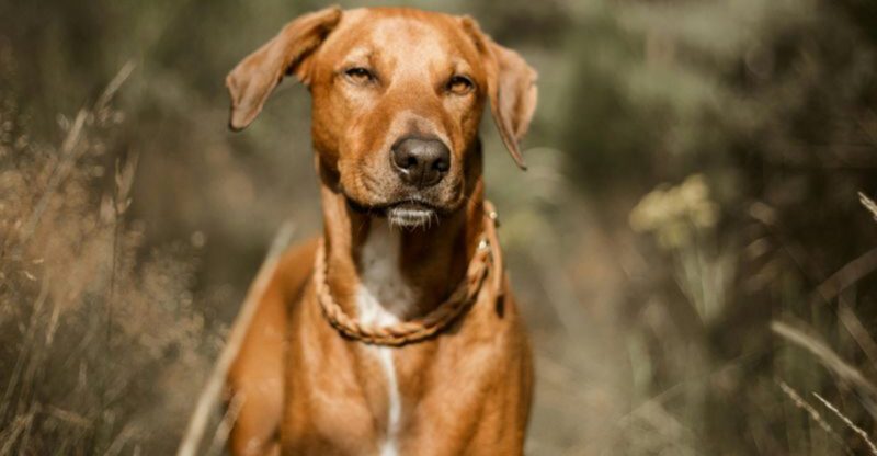 These 10 Breeds Are Being Picked by Runners But Not for the Reason You Think