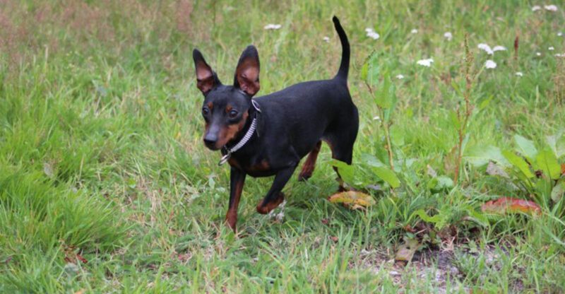 These 10 Breeds Dont Handle Inconsistent Rules Well – And Let You Know