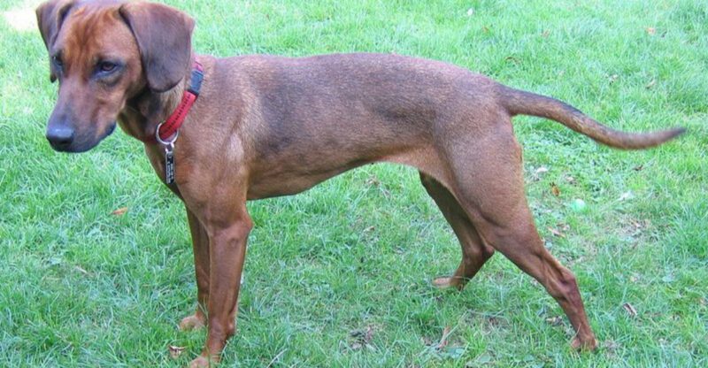 These 10 Breeds Were Bred to Observe First Act Second