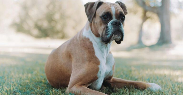 These 10 Dog Breeds Are Often Described as Old Soul Companions dog news