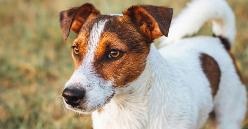 These 10 Dog Breeds Dont Misbehave They Negotiate