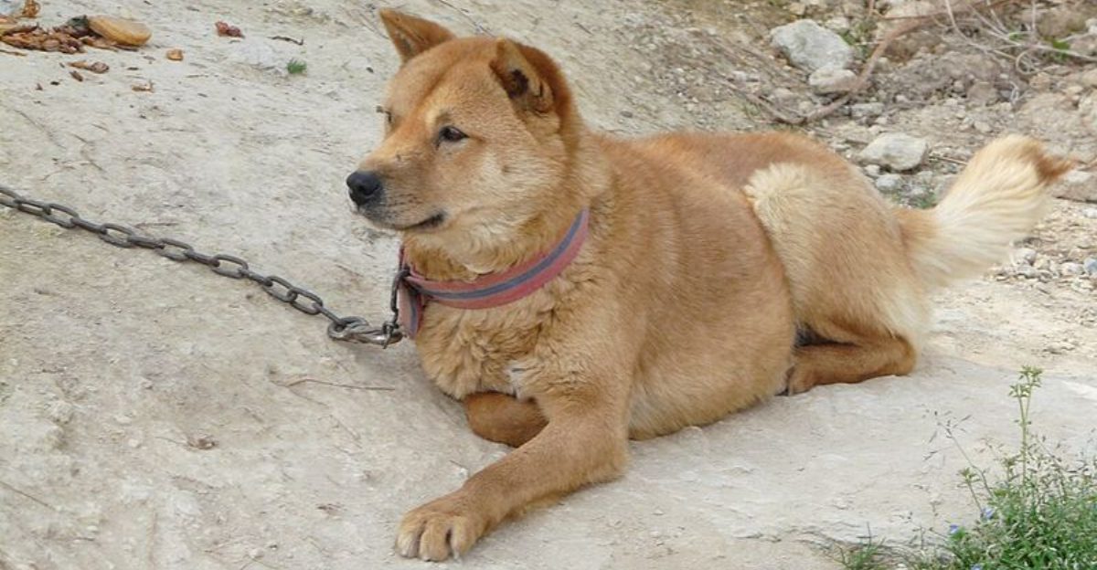 These 10 Dog Breeds Dont Perform for Attention – And Thats Exactly Why Some Owners Love Them