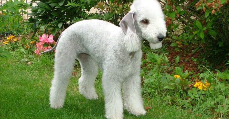 These 10 Dog Breeds Make People Say Ive Never Seen One Like That