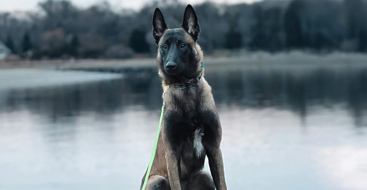 These 10 Guard Dogs Dont Need to Act Tough to Make You Feel Safe