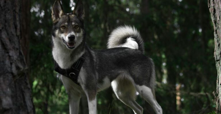 These 11 Breeds Were Bred to Work Solo – Not Wait for Instructions dog news