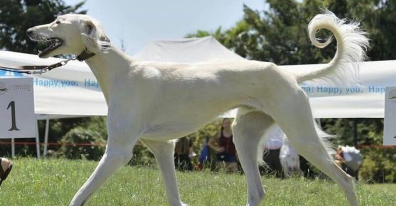 These 11 Dog Breeds Are Catching Attention for Their Distinctive Silhouettes