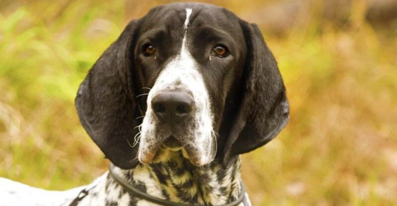 These 11 Dog Breeds Are Quietly Becoming Favorites Among Experienced Owners