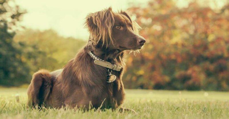 These 11 Dog Breeds Were Bred to Read the Environment Not the Owner