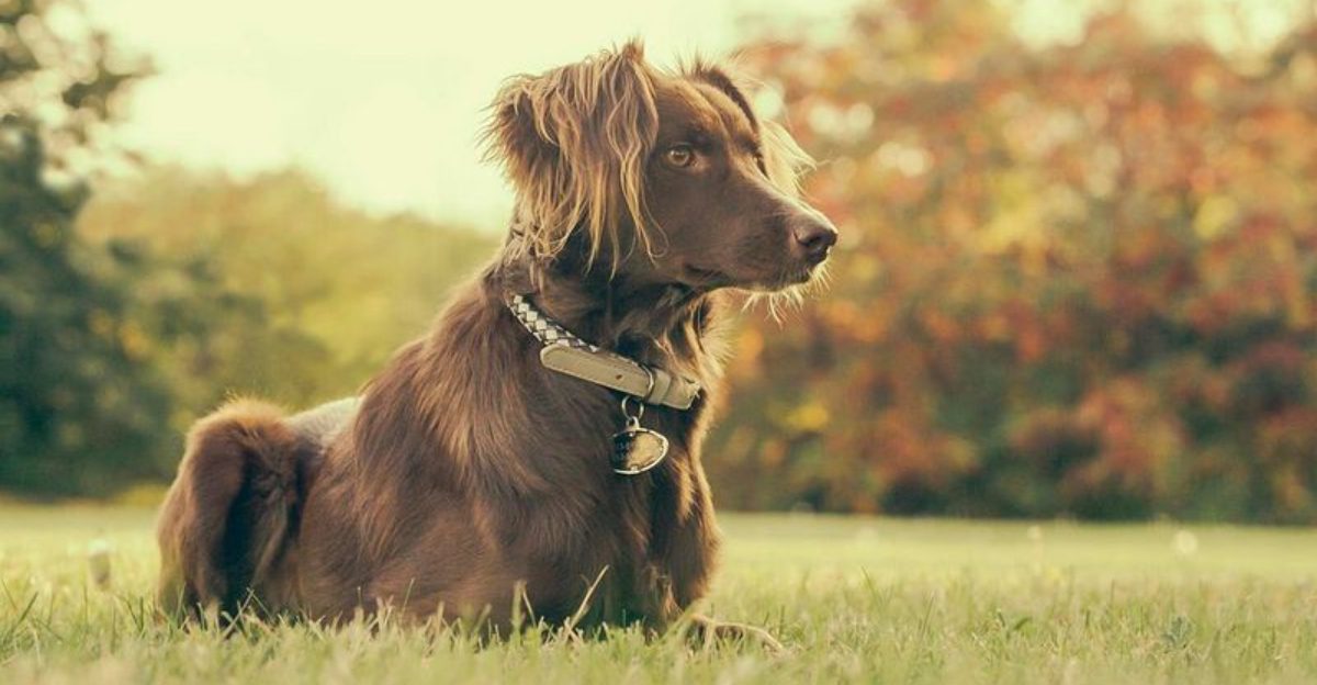 These 11 Dog Breeds Were Bred to Read the Environment Not the Owner