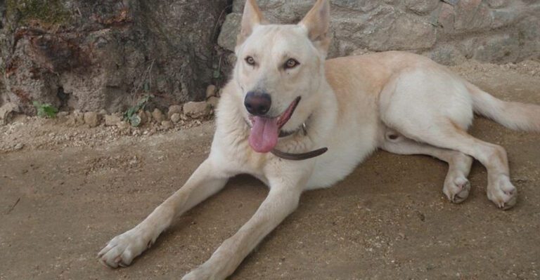 These 11 Dogs Are Often Called Unusual – Mostly by People Whove Never Met One dog news