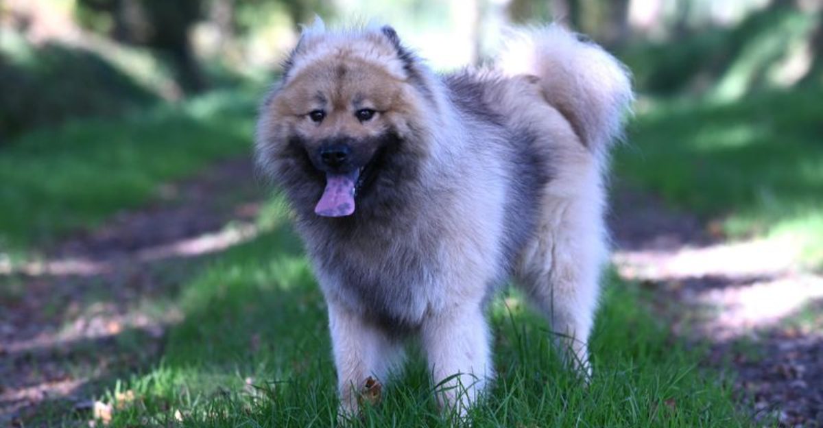 These 11 Dogs Were Never Meant to Be Always On