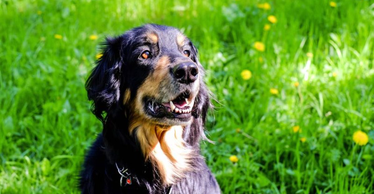 These 12 Breeds Are Commonly Misjudged Because They Mature Differently