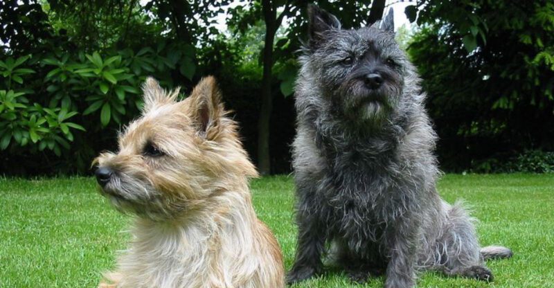 These 12 Breeds Are Getting Picked for No Backyard Life But Not the Usual Ones