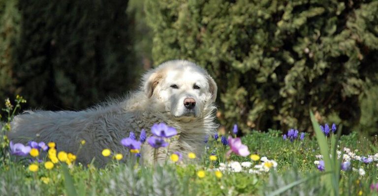 These 12 Breeds Are More Observant Than Expressive – And People Often Misread Them dog news