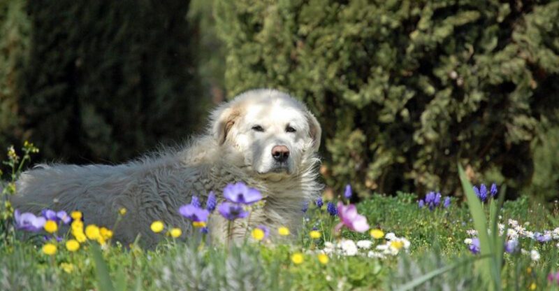 These 12 Breeds Are More Observant Than Expressive – And People Often Misread Them