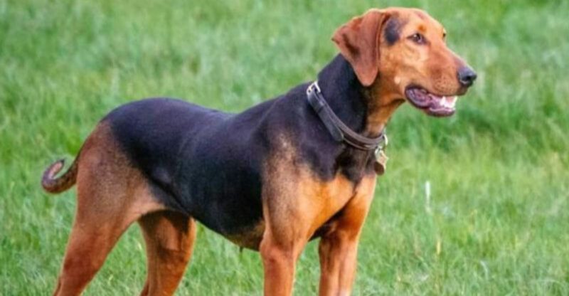 These 12 Breeds Were Never Designed for Busy Social Calendars