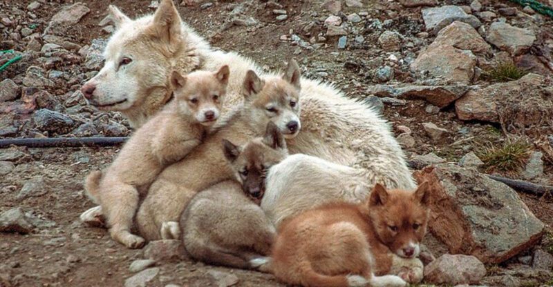 These 12 Breeds Were Shaped by Harsh Landscapes – And It Still Shows