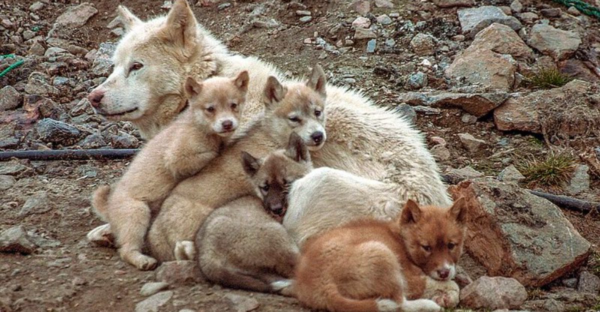 These 12 Breeds Were Shaped by Harsh Landscapes – And It Still Shows