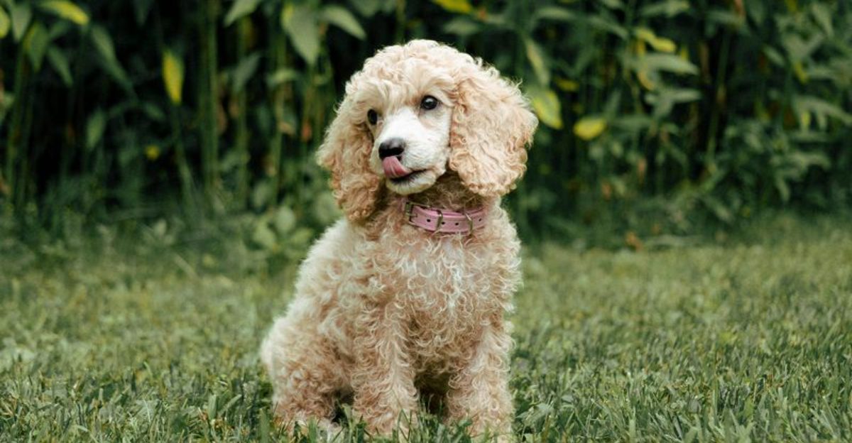 These 12 Dog Breeds Are Getting Attention From People Who Never Wanted a Dog