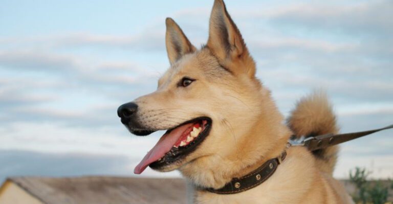 These 13 Dog Breeds Dont Show Off Their Intelligence – They Apply It Quietly dog news