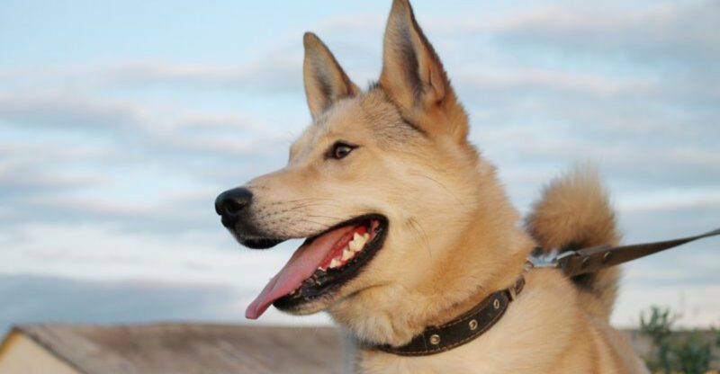 These 13 Dog Breeds Dont Show Off Their Intelligence – They Apply It Quietly