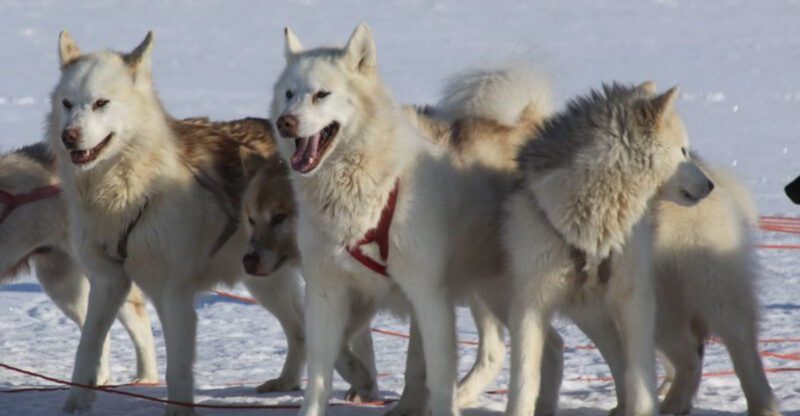 These 8 Dog Breeds Are Gaining Interest for Living Off the Grid
