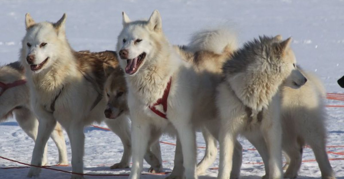 These 8 Dog Breeds Are Gaining Interest for Living Off the Grid