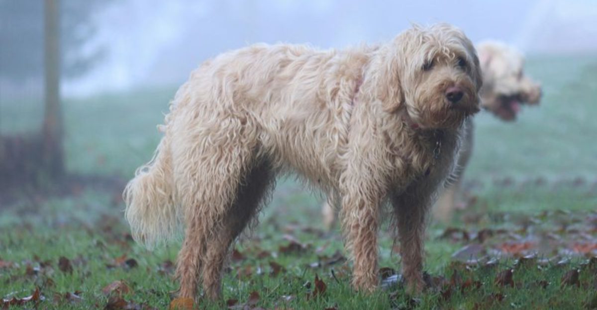 These Dogs Are Chosen by Owners Who Dont Need Validation Online