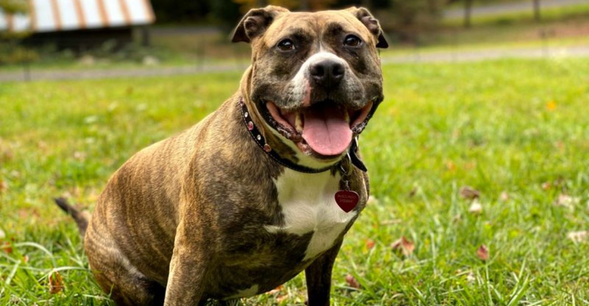 These Dogs Are Social Butterflies 10 Breeds That Usually Greet Like They Mean It