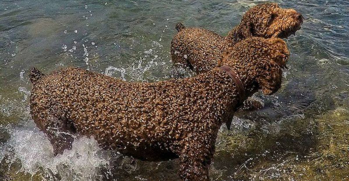 These Dogs Feel Like a New Wave Choice 10 Breeds People Keep Discovering Late