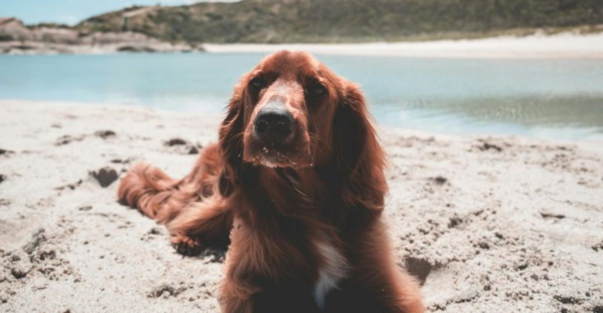 These Dogs Have Old Europe Vibes 10 Breeds With Classic Regional Roots