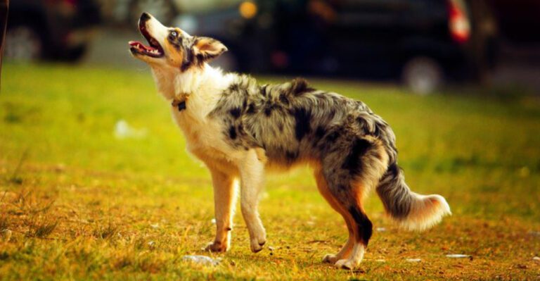 Think You Know Loyal Meet 10 Dog Breeds That Prove It in Real Life dog news