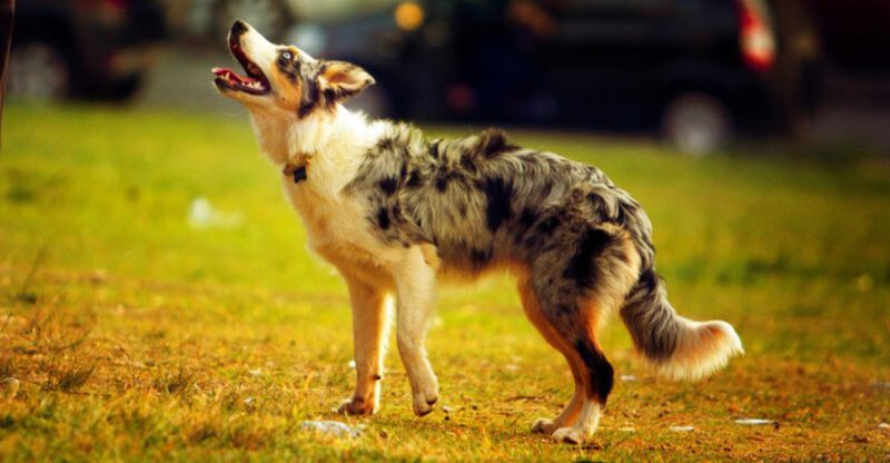 Think You Know Loyal Meet 10 Dog Breeds That Prove It in Real Life