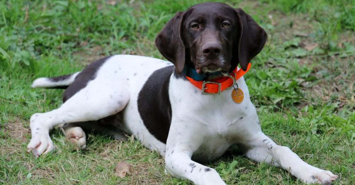 Think You Know Popular These 10 Breeds Still Dominate Searches See the Current Lineup