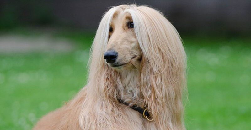 Think Your Dog Is Ignoring You 10 Breeds Wired to Tune Out Noise