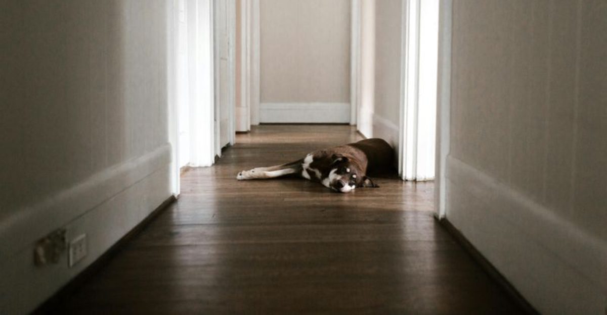 This is why your dog acts perfect at home but falls apart outside 10 triggers