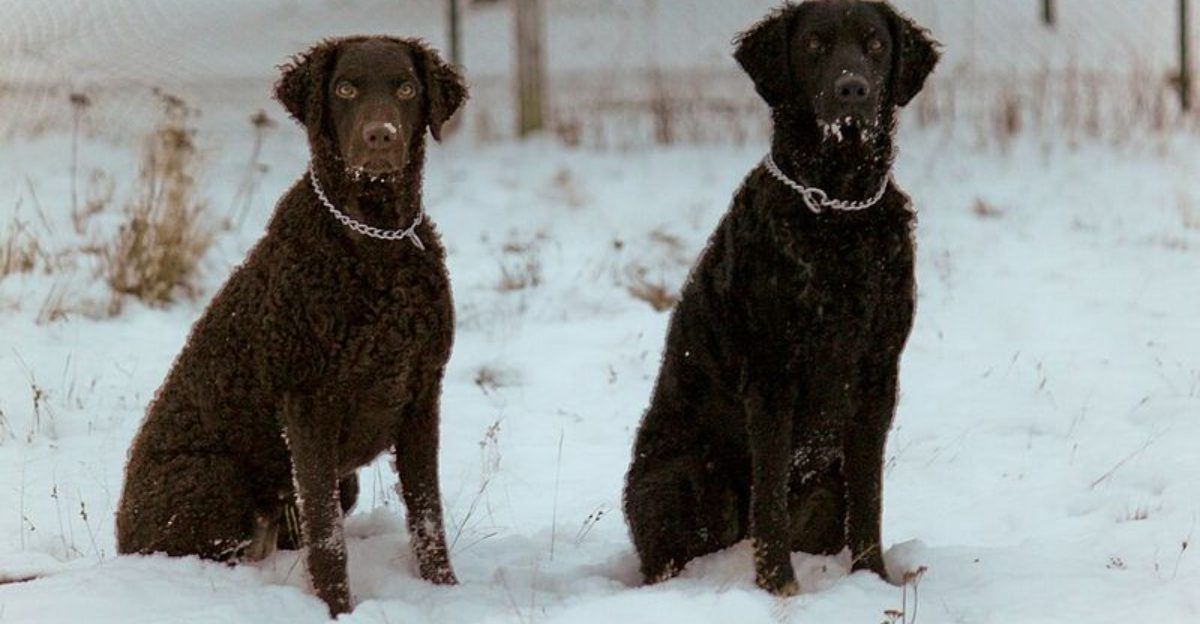 Toxic Algae Warnings Are Spiking Every Summer 11 Water Loving Breeds Owners Need to Watch Closely