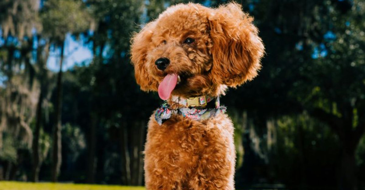 Toy Drive Is a Lifestyle 12 Breeds That Will Work All Day for a Ball