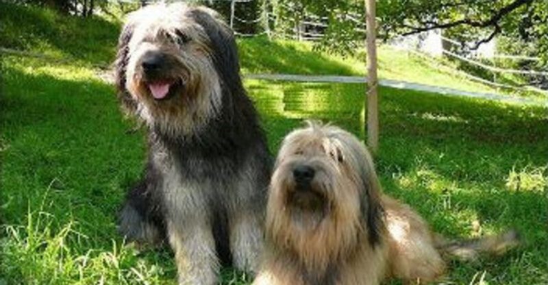 Uncommon Herding Dogs That Work Differently Than Youd Expect