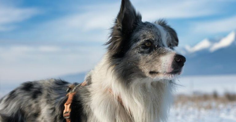 Velcro Coat Problems 10 Breeds That Pick Up Every Burr and Seed dog news