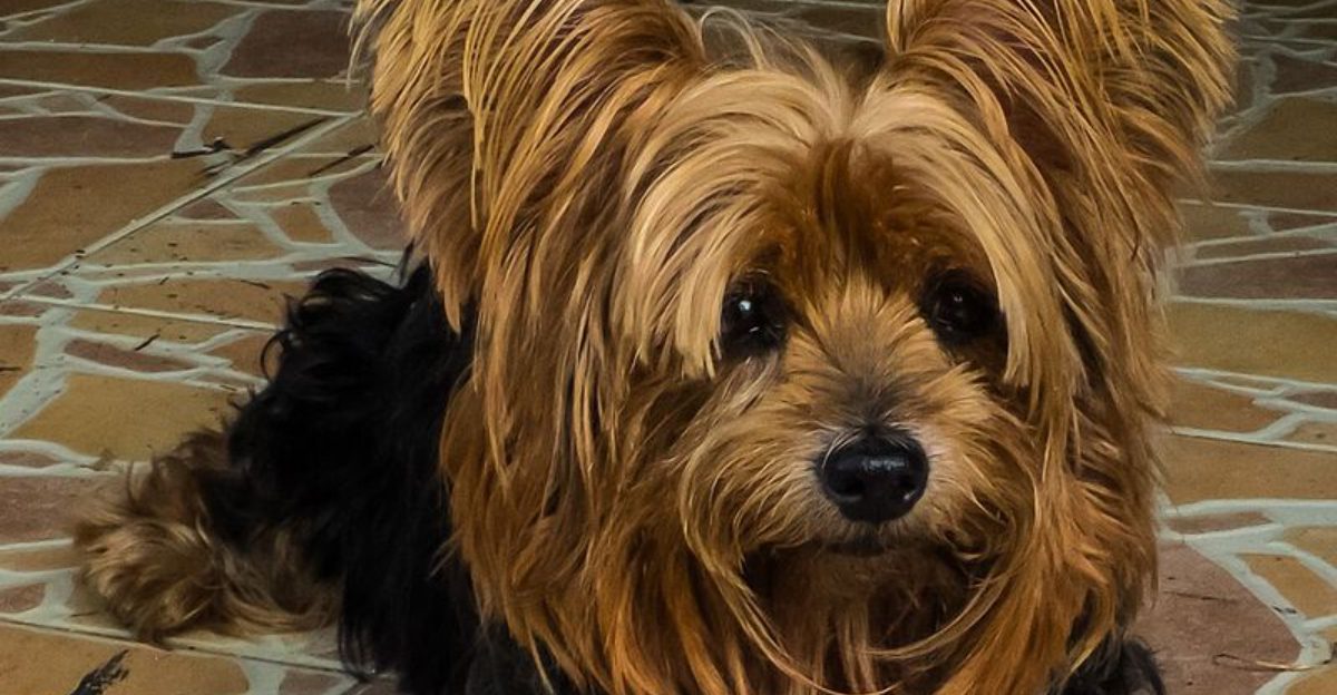 Virtual Vet Apps Are Exploding 10 Breeds Owners Most Often Monitor at Home