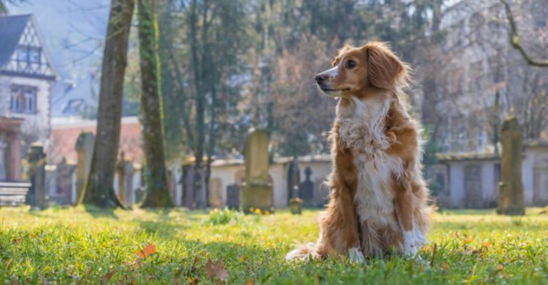 Want Better Focus in Public 13 Breeds That Benefit Most From Engagement Games dog news